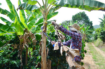 Obraz premium Anonymous farmer cleaning up a lush plantain tree. Organic farm, banana tree maintenance. Plantation in Puerto Rico, plantain tree being manicured. Farmer working on banana tree next to coffee trees