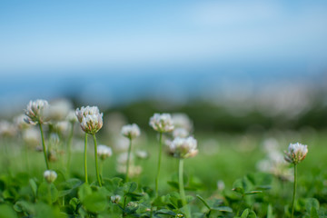 Obraz premium ボケた公園