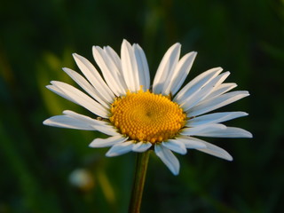 Obraz premium chamomile