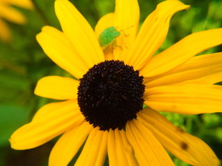Yellow flower with green bug