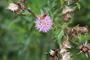 Purple flowers of the wild thistle plant in Park Hitland in the Netherlands