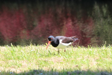 Oystercatcher searching for insects on grass strip on the side of the road
