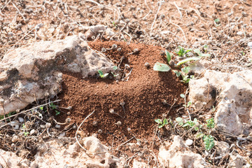 Anthill in Sicilian red soil