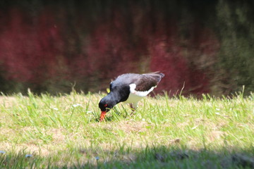Oystercatcher searching for insects on grass strip on the side of the road