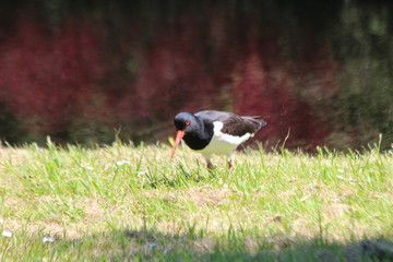 Oystercatcher searching for insects on grass strip on the side of the road
