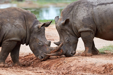Obraz premium Two white rhinos playing with each other