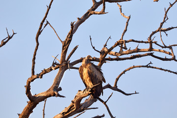 Vulture high in a tree