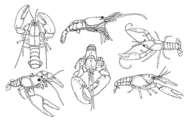 Hand drawn sketch style seafood set. Shrimps, prawns collection vector illustrations.