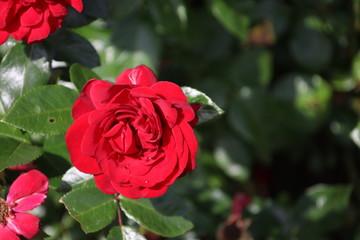 Flower head of a red rose in a rosarium growing in Boskoop the Netherlands