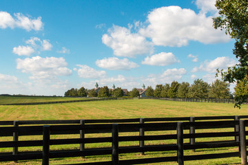 Fototapeta na wymiar Green pastures of horse farms. Country landscape.