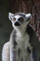 Fototapeta premium portrait of a ring tailed lemur