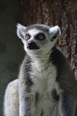 portrait of a ring tailed lemur