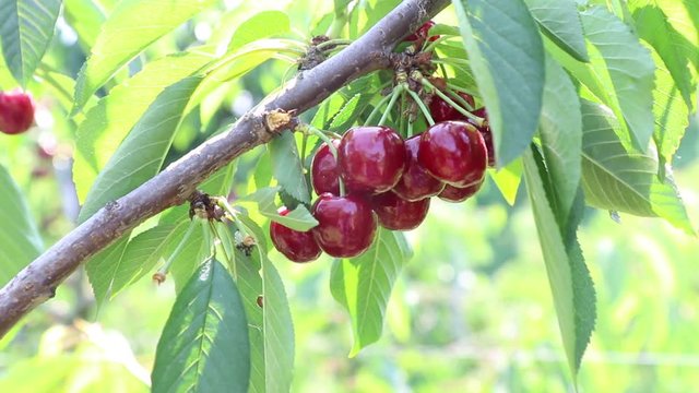 cherry tree in a sunny day