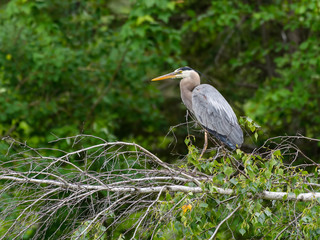 Great Blue Heron Perched on Fallen Tree against Green Background