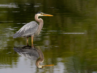 Great Blue Heron with Reflection Standing on the Pond with Green Water