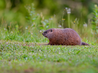 Groundhog Resting on Green Grass