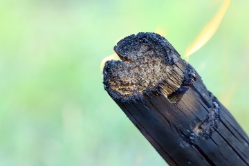 Burning tree branch. Flames on a tree branch in a campfire.