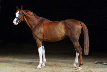 Obraz premium Dressage sportive horse portrait in dark stable doorway background