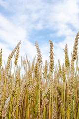 Young ears of wheat close up, grain crops, agriculture