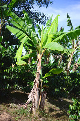 Beautiful plantain tree farm.  Banana trees on Puerto Rican coffee farm, natural lighting. Organic farm in Puerto Rico mountains, fresh plantains on plantation. Agriculture and farming of banana trees