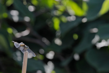 dragonflies are good garden pets that eat pests