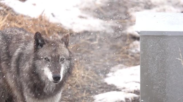 An Alaskan Tundra Wolf name Shasta