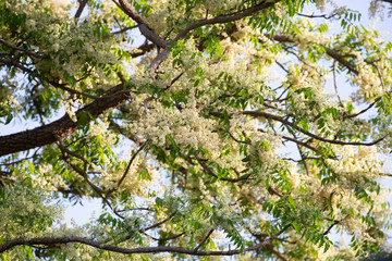 Branches of  Neem in winter.   Siamese neem tree, Azadirachta indica var.