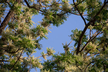 Fototapeta premium Branches of Neem in winter. Siamese neem tree, Azadirachta indica var.