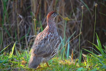 Brown Feathered Ptarmigan WFT