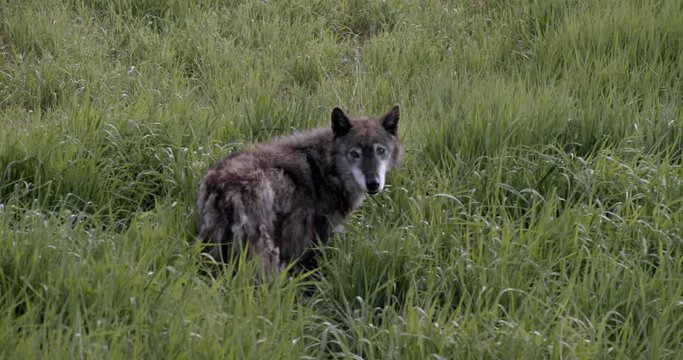 An Alaskan Tundra Wolf name Shasta