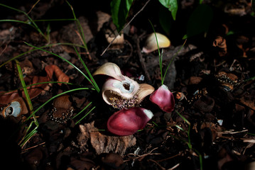 naturaleza muerta