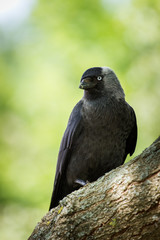 black bird on the fence