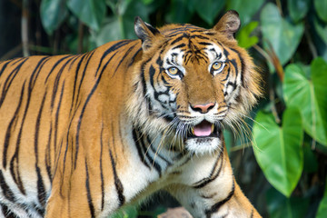 Portrait of tiger.