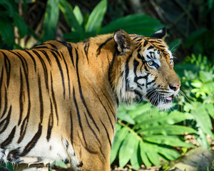 Fototapeta premium Portrait of tiger.