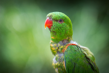 rainbow lorikeet on a branch