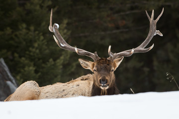 Bull elk