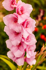 Obraz premium large lush branch of gladiolus gently pink