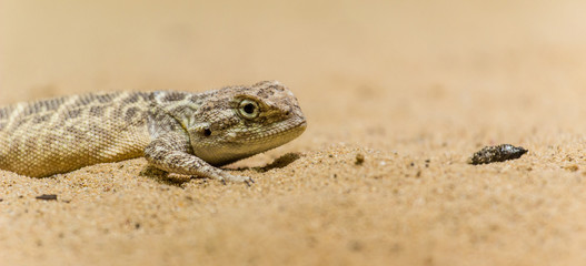 lizard