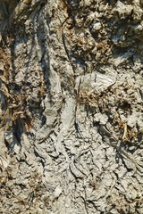 bark of a tree