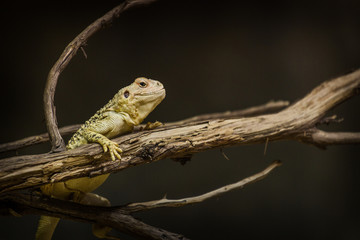 lizard