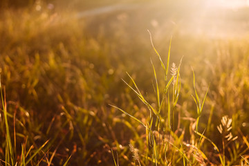 field of grass in counterlight