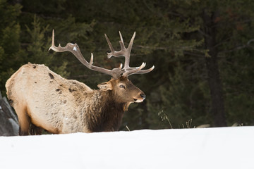 Bull elk