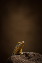 lizard