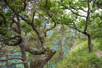 Fototapeta premium Pine forest in the mountains.