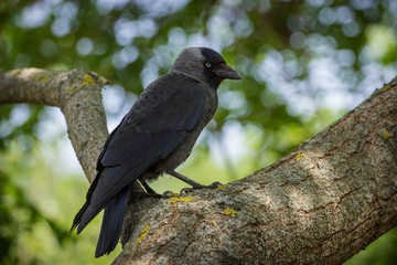 crow on a tree