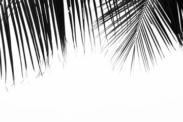 closeup palm leaves  - monochrome