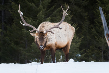 Bull elk