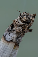extreme close-up of a burning cigarette ashes