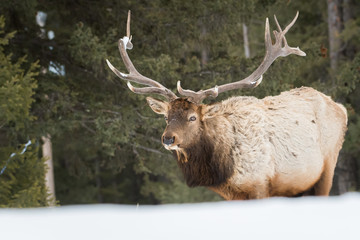 Bull elk