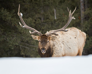 Bull elk